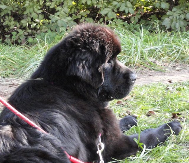 Фотография № 77201