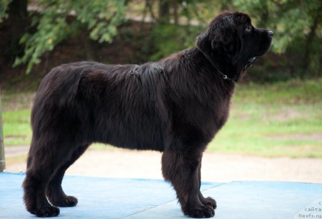 Фото: ньюфаундленд Aquatoriya Kelvin Out of The Blue (Акватория Келвин Оут оф зе Блю)