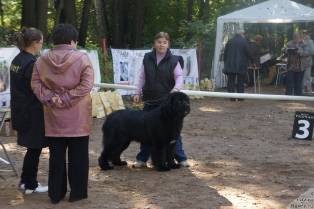 Фото: ньюфаундленд Tvoy Rojdestvenskiy Son (Твой Рождественский Сон)