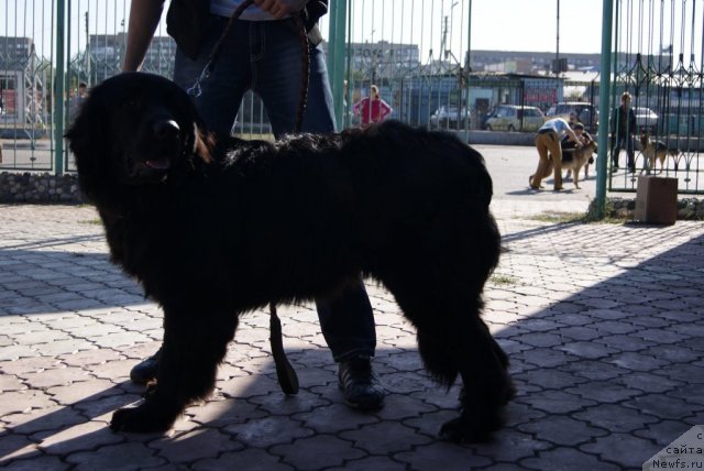 Фото: ньюфаундленд Zvezdnaya Pleyada Bonifaciy (Звездная Плеяда Бонифаций)