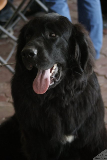 Фото: ньюфаундленд Zvezdnaya Pleyada Bonifaciy (Звездная Плеяда Бонифаций)