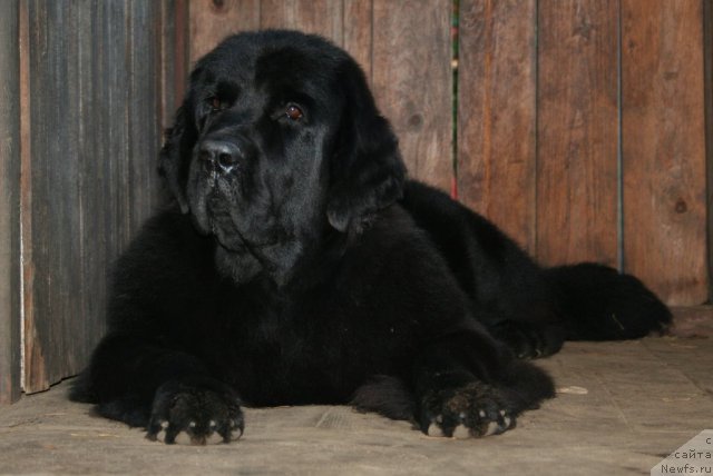 Фотография № 77209