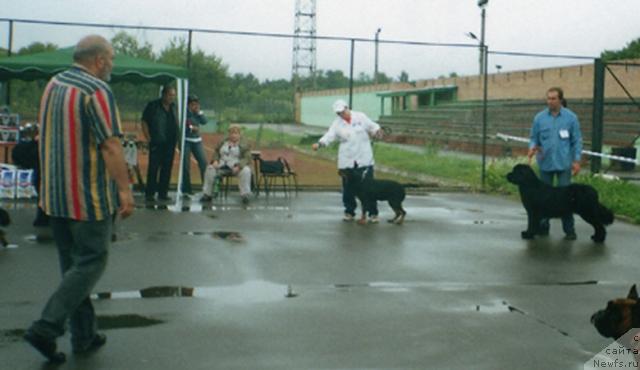 Фото: ньюфаундленд Berta (Берта)