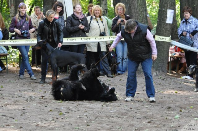 Фото: ньюфаундленд Tvoy Rojdestvenskiy Son (Твой Рождественский Сон)