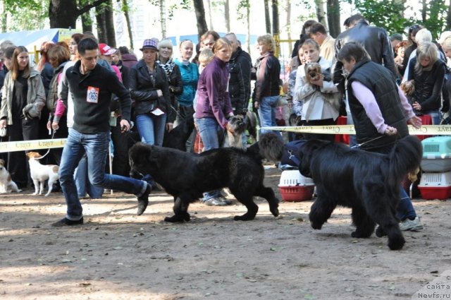 Фото: ньюфаундленд Smigar Greyt Saksyes (Смигар Грейт Саксэс), ньюфаундленд Tvoy Rojdestvenskiy Son (Твой Рождественский Сон)