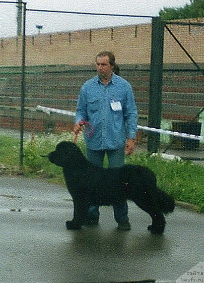 Фото: ньюфаундленд Berta (Берта)