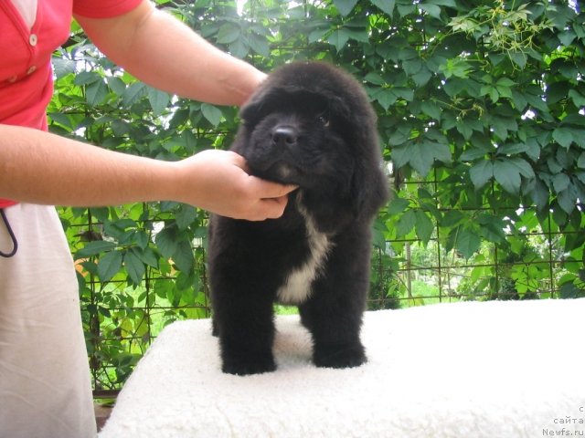 Фото: Щенки п-ка 