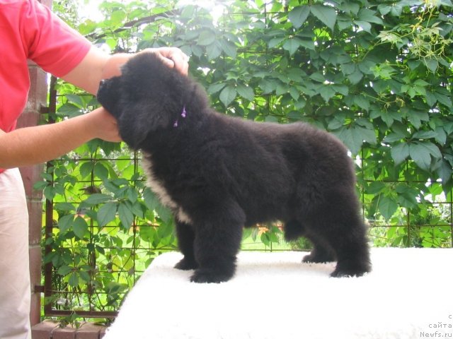 Фото: Щенки п-ка 