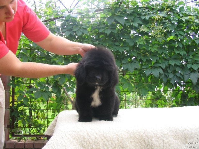 Фото: Щенки п-ка 