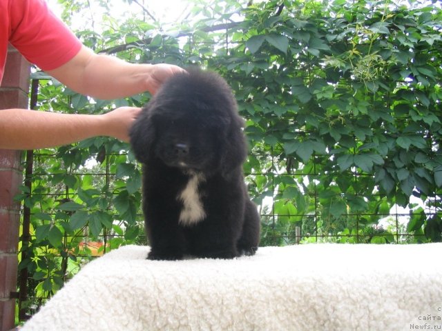 Фото: Щенки п-ка 