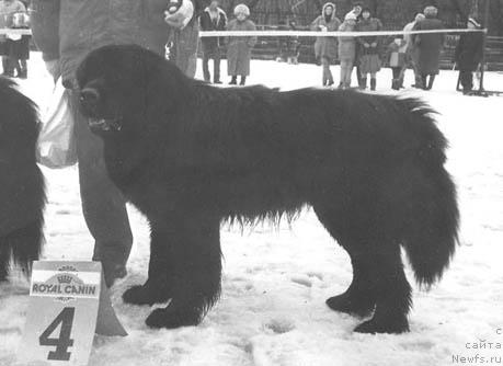 Фото: ньюфаундленд Duglas YUn Botsveyn (Дуглас Юн Ботсвейн)