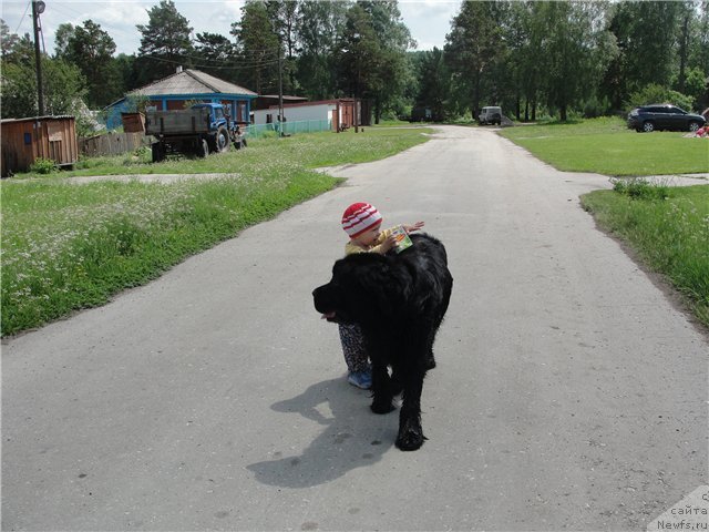 Фото: ньюфаундленд Jemchujina Sibiri ot Marleon Dusvik (Жемчужина Сибири от Марлеон Дусвик)