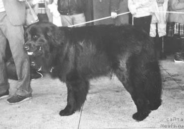 Фото: ньюфаундленд Nansen Klemenc Muli (Нансен Клеменц Мули)