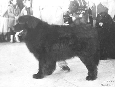 Фото: ньюфаундленд YEzon Blek Fred (Эзон Блек Фред)