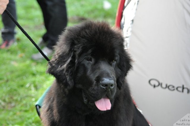 Фотография № 77286