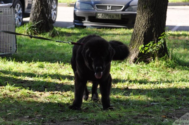 Фото: ньюфаундленд Smigar Greyt Saksyes (Смигар Грейт Саксэс)