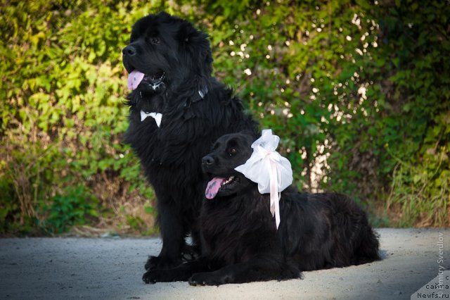 Фото: ньюфаундленд Lary (Лари)