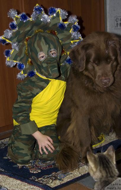 Фото: ньюфаундленд Lesnaya Skazka Izol'da (Лесная Сказка Изольда)