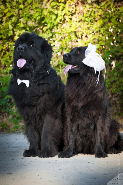 Фото: ньюфаундленд Lary (Лари)