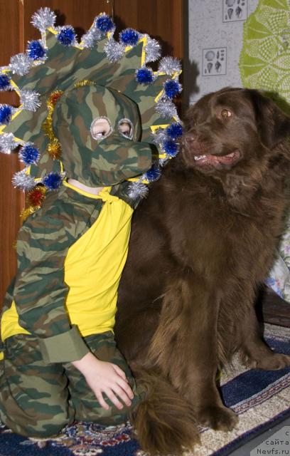 Фото: ньюфаундленд Lesnaya Skazka Izol'da (Лесная Сказка Изольда)