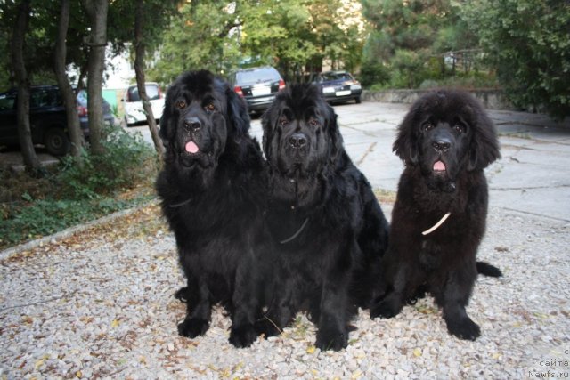 Фото: ньюфаундленд Gloriya Grand Blek (Глория Гранд Блек), ньюфаундленд Fortuna of Giant's Island, ньюфаундленд Beguschaya po Volnam Zero Kool (Бегущая по Волнам Зеро Коол)