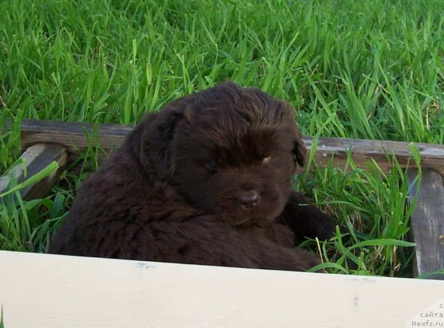 Фото: ньюфаундленд Aquatoriya Kelvin Zvezdnaya Koroleva (Акватория Келвин Звездная Королева)