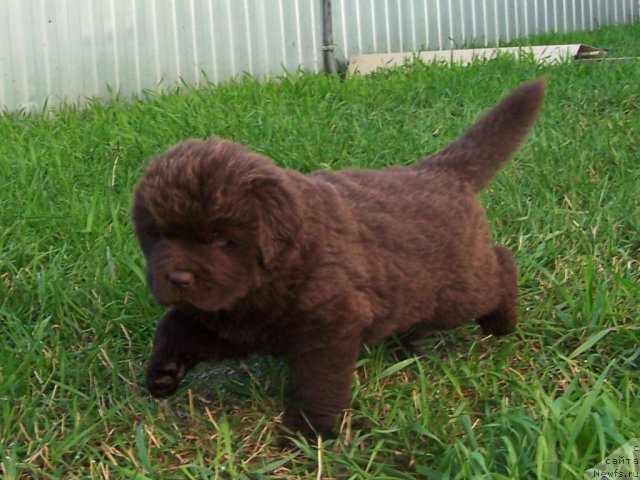 Фото: ньюфаундленд Aquatoriya Kelvin Zvezdnaya Koroleva (Акватория Келвин Звездная Королева)