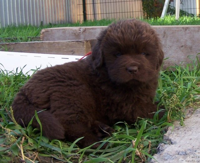 Фото: ньюфаундленд Aquatoriya Kelvin Zvezdnaya Koroleva (Акватория Келвин Звездная Королева)
