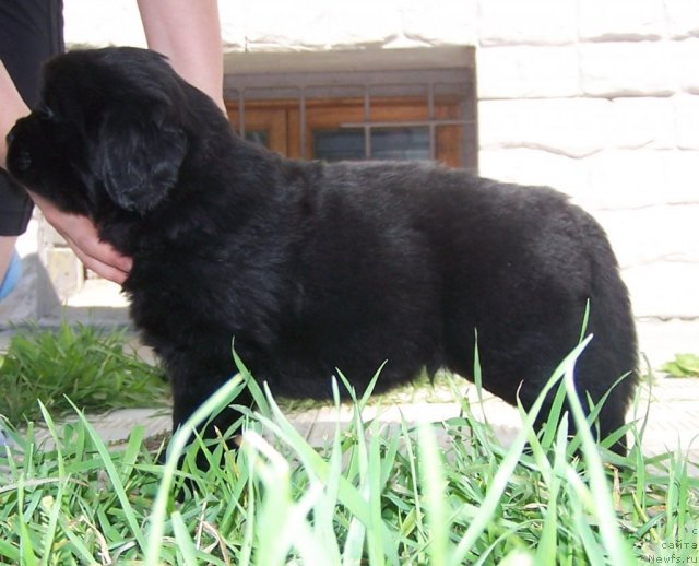 Фото: щенки, ньюфаундленд Aquatoriya Kelvin Zvezdnaya Koroleva (Акватория Келвин Звездная Королева)