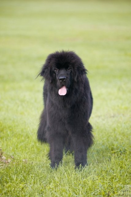 Фото: ньюфаундленд Smigar Go tu bi ze Fest (Смигар Го ту би зе Фест)