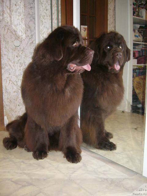 Фото: ньюфаундленд Newf Mermaid Denver