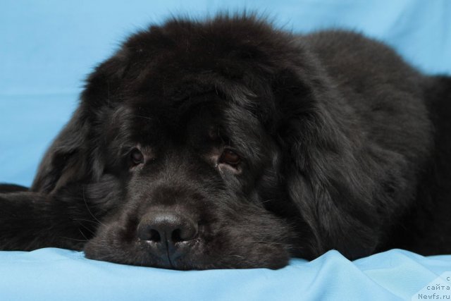 Фото: ньюфаундленд Naslednik Prestola ot Sibirskogo Medvedya (Наследник Престола от Сибирского Медведя)