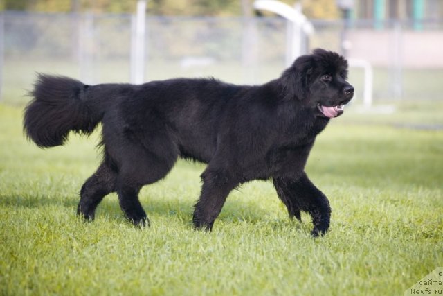 Фотография № 77323