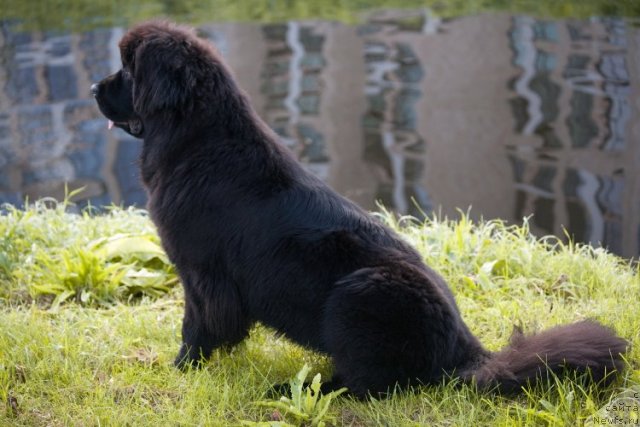 Фото: ньюфаундленд Smigar Go tu bi ze Fest (Смигар Го ту би зе Фест)