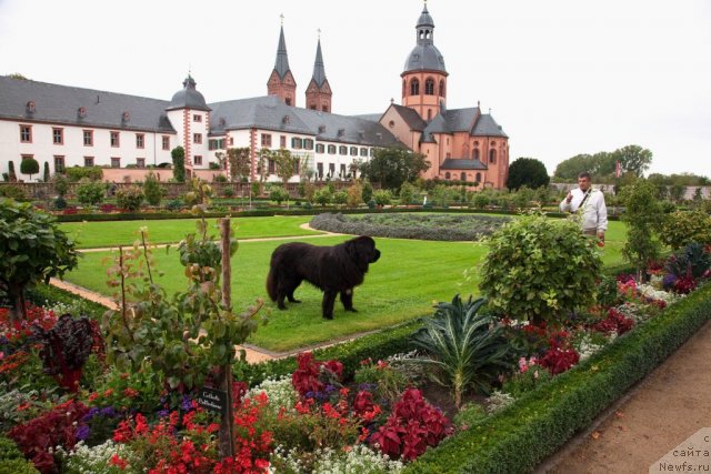 Фото: ньюфаундленд Potap Fidel' (Потап Фидель)