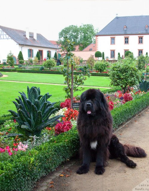 Фото: ньюфаундленд Potap Fidel' (Потап Фидель)