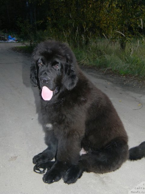 Фото: ньюфаундленд Plushevaya Panda Urmas (Плюшевая Панда Урмас)