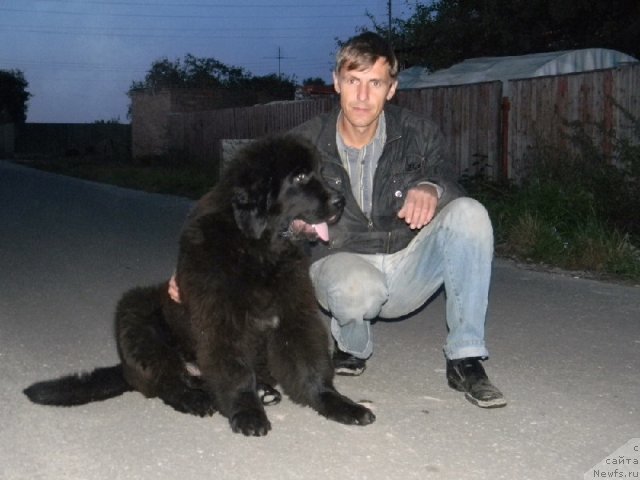 Фото: ньюфаундленд Plushevaya Panda Urmas (Плюшевая Панда Урмас)