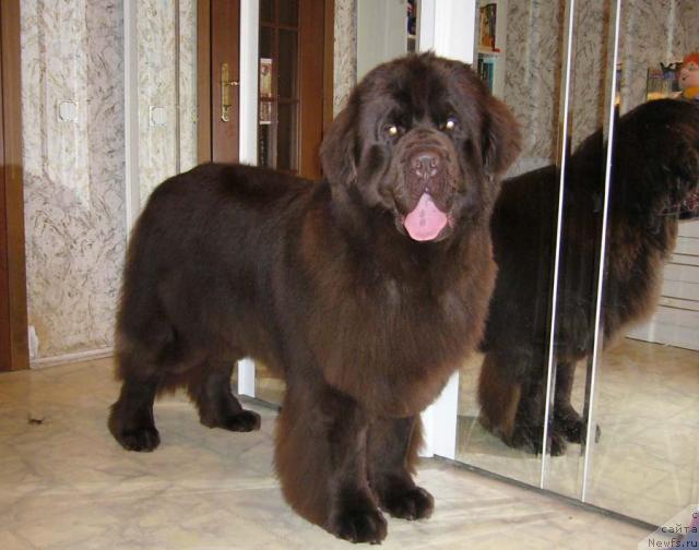 Фото: ньюфаундленд Newf Mermaid Denver