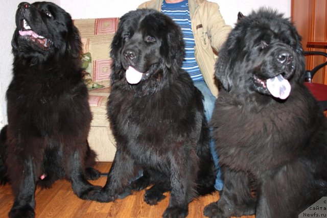 Фото: Черный Шарм Бонифаций, ньюфаундленд CHernyiy SHarm Byetmen (Черный Шарм Бэтмен), ньюфаундленд Lesnaya Skazka Ruslana (Лесная Сказка Руслана)