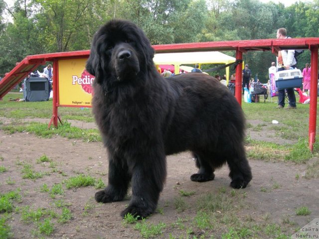 Фото: ньюфаундленд Angelo Orso Violetta Victoria (Анджело Орсо Виолетта Виктория)