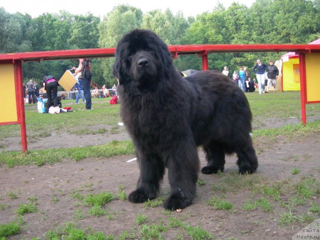 Фото: ньюфаундленд Angelo Orso Violetta Victoria (Анджело Орсо Виолетта Виктория)