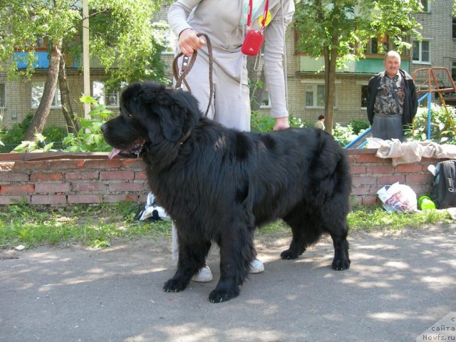 Фото: ньюфаундленд Andjelo Orso Blyek B'yuti (Анджело Орсо Блэк Бьюти)