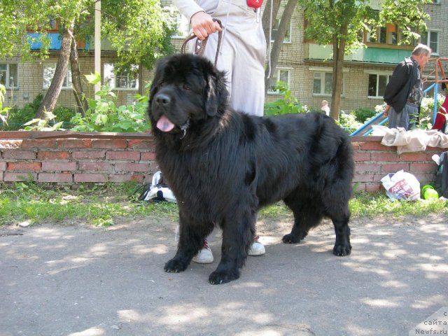 Фото: ньюфаундленд Andjelo Orso Blyek B'yuti (Анджело Орсо Блэк Бьюти)