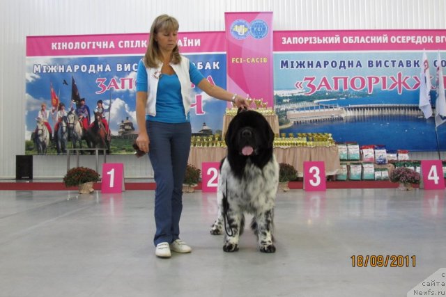 Фото: ньюфаундленд Plyushevaya Panda Stil'-Sankt-Peterburga (Плюшевая Панда Стиль-Санкт-Петербурга)