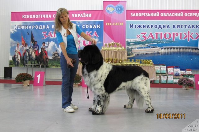 Фото: ньюфаундленд Plyushevaya Panda Stil'-Sankt-Peterburga (Плюшевая Панда Стиль-Санкт-Петербурга)