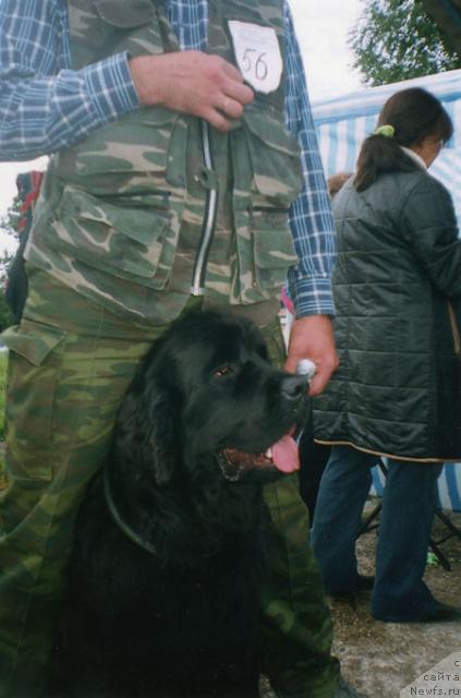 Фото: ньюфаундленд Berta (Берта)