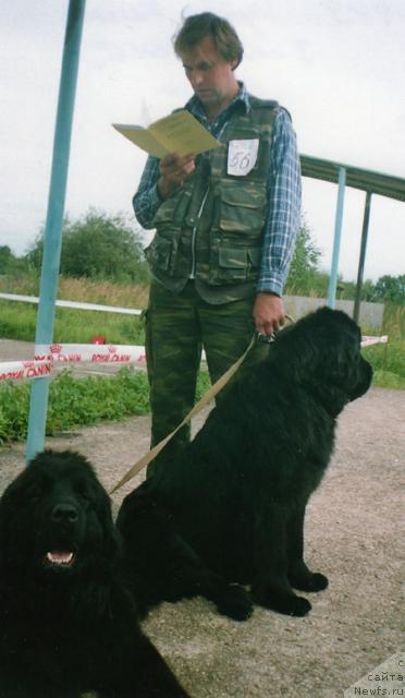 Фото: ньюфаундленд Berta (Берта), ньюфаундленд Bine-Bonita