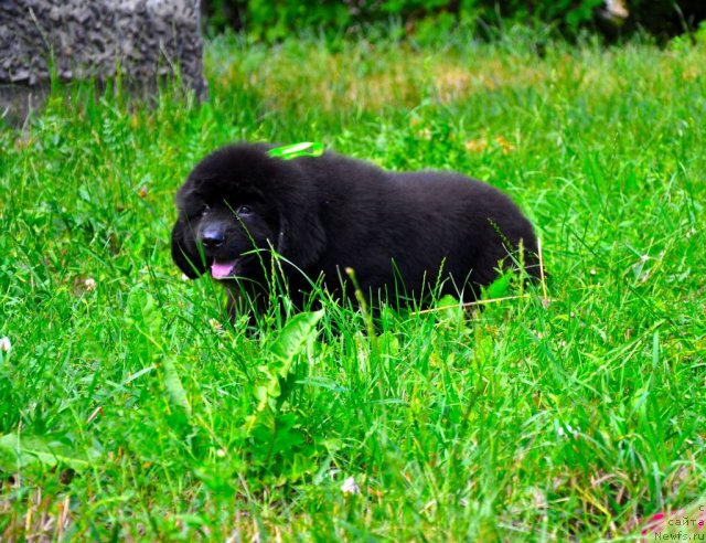 Фото: ньюфаундленд Sammy Almas-Alana