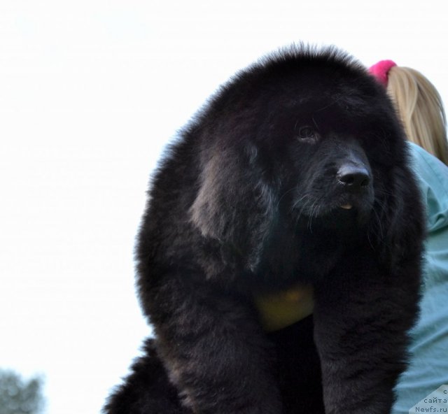 Фото: ньюфаундленд Sunshine Almas-Alana